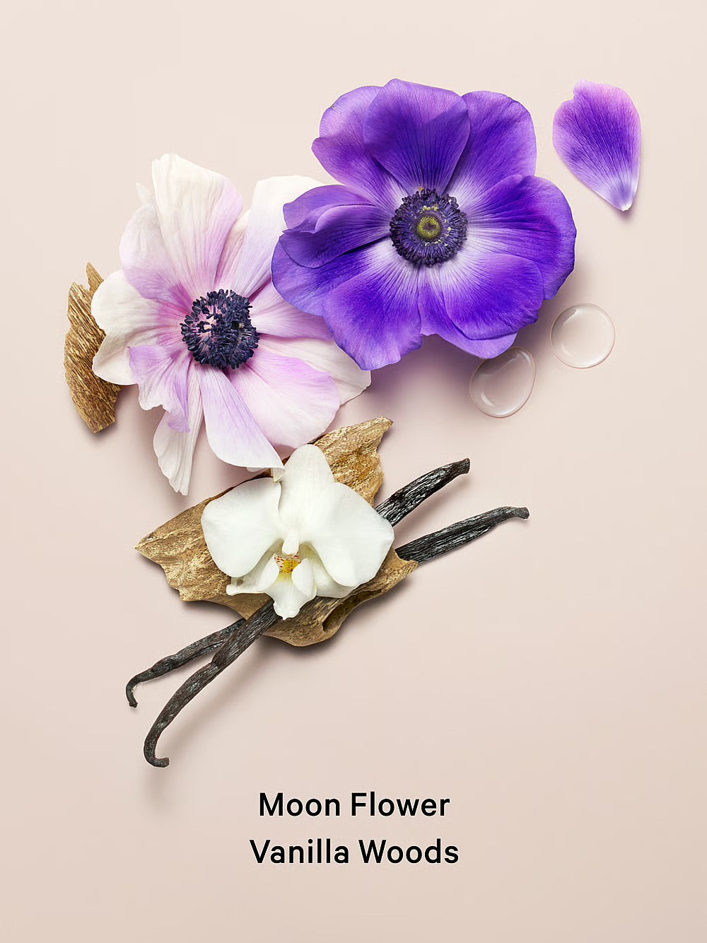 Midnight Blooms Fragrance Lotion