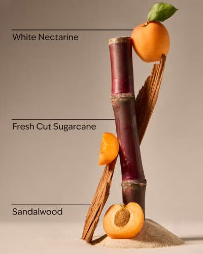 Fiji White Sands
3-Wick Candle