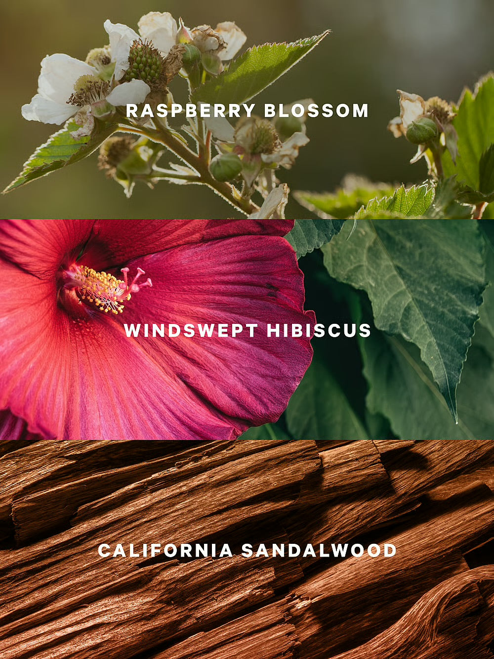 Serene Blooms Fragrance Lotion